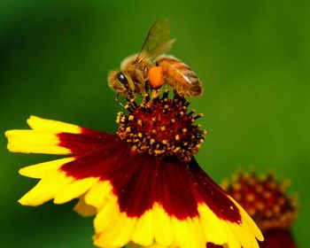 Close-up of bee pollinating on yellow flower