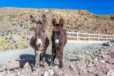 Portrait of donkeys on rocky field against mountain