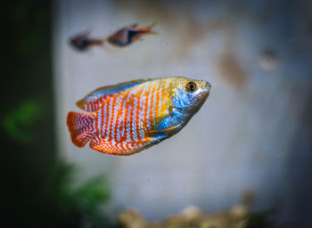 Close-up of fish swimming in aquarium