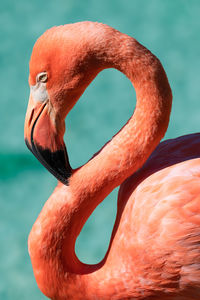 Detail head shot of american flamingo, phoenicopterus ruber