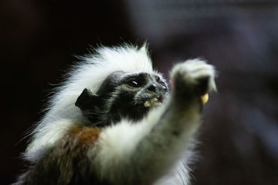 Close up of a monkey