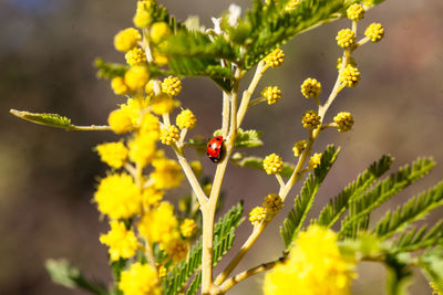 Close-up of ladybug on plant