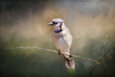 Close-up of bird perching on twig