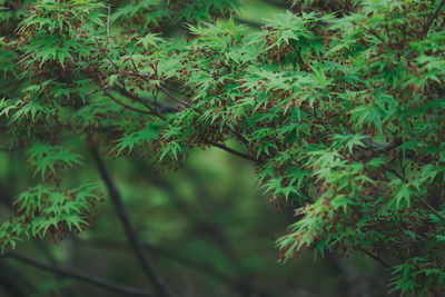 Close-up of pine tree