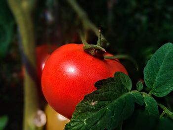 Close-up of red berries on plant-tomato