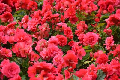 Full frame shot of red flowering plants