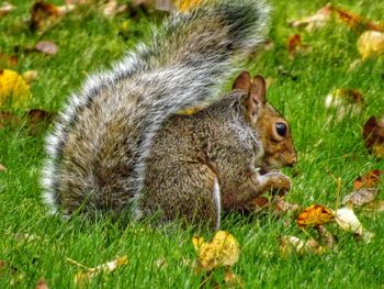 Close-up of squirrel on grass