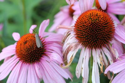 Close-up of insect on coneflower blooming outdoors