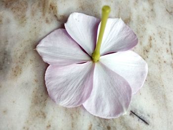Close-up of white flower