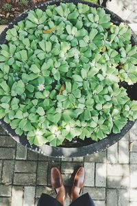 Low section of person standing by plants