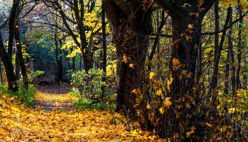 Trees in forest during autumn