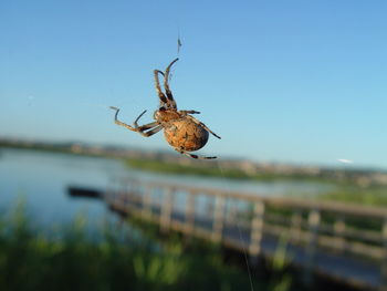 Close-up of insect against blurred background