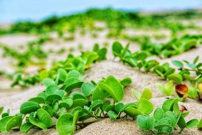 Close-up of fresh green leaves on field