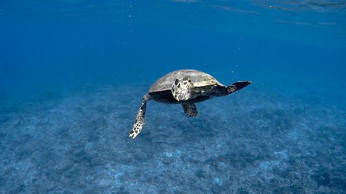 Hawksbill sea turtle at apo reef coral garden