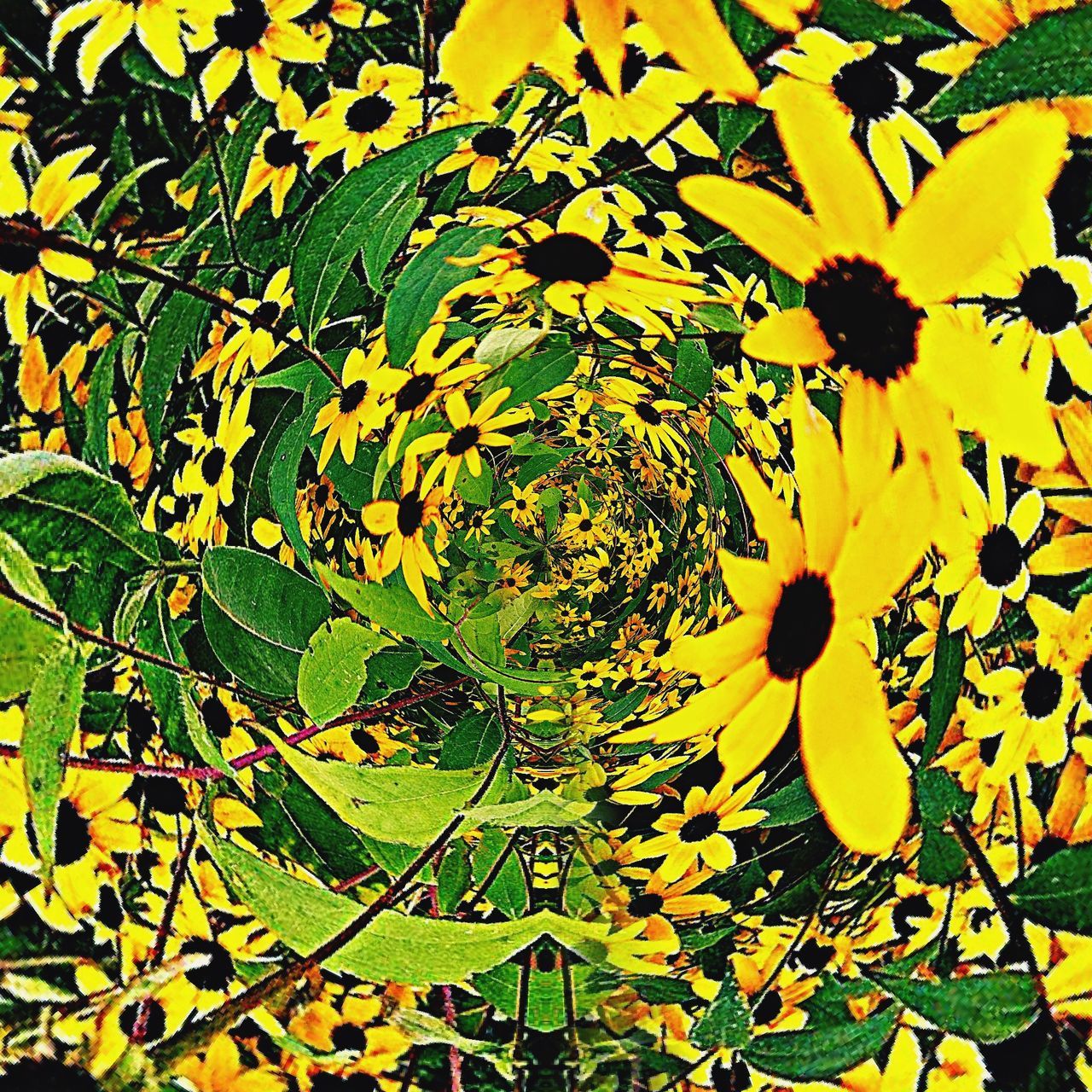 yellow, growth, leaf, freshness, beauty in nature, nature, green color, flower, fragility, plant, field, tranquility, close-up, day, agriculture, outdoors, sunlight, no people, blooming, full frame