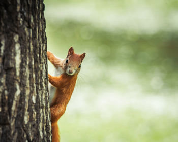 Close-up of squirrel on tree trunk