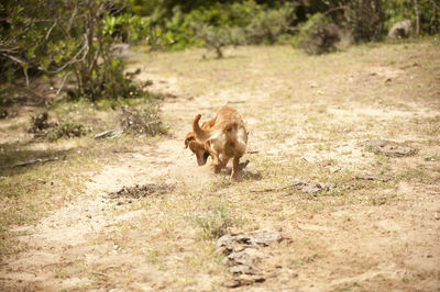 Dog standing on field