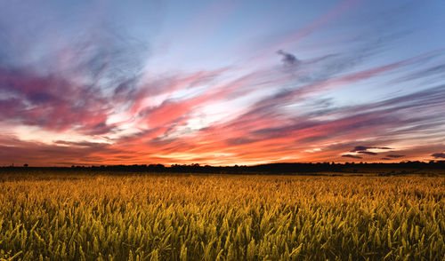 Scenic view of field against sky during sunset