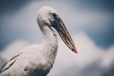 Close-up of bird