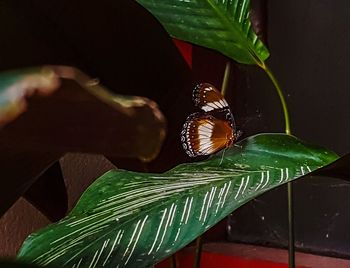 Close-up of butterfly on leaf