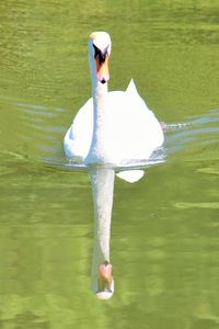 Rear view of swan in water