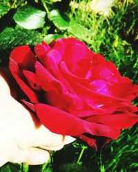 Close-up of red rose blooming outdoors