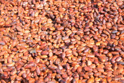 Nutmeg seeds displayed indoors.