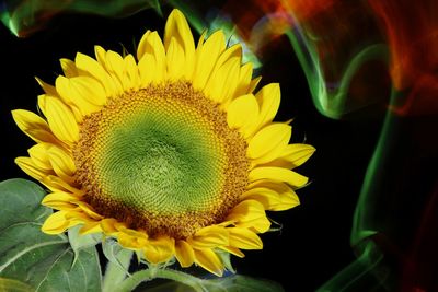 Close-up of yellow flower