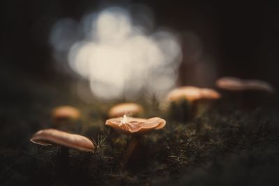 Close-up of mushroom growing on field at night