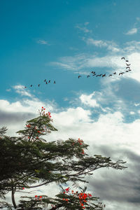 Low angle view of birds flying in sky