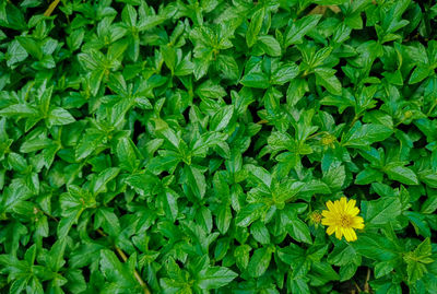 High angle view of flowering plants on field