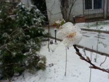 Close-up of fresh white flower blooming in snow