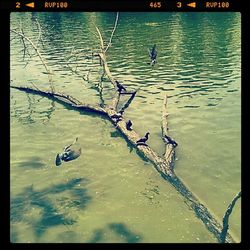 Reflection of trees in water