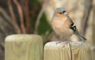 Close-up of bird perching outdoors