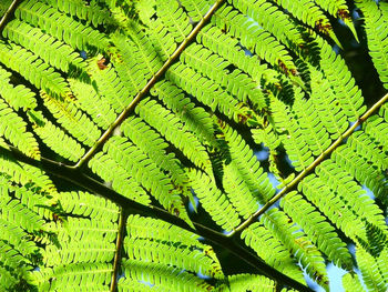 Close-up of fern leaf