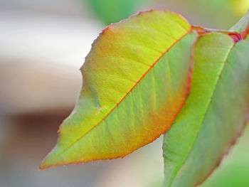 Close-up of maple leaf during autumn