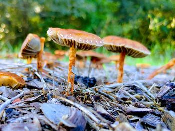 Close-up of mushroom growing on field