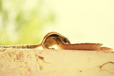 Close-up of squirrel sitting on wood