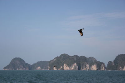Seagull flying over sea against sky