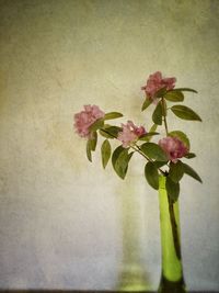 Close-up of pink flowers