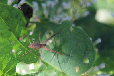 Close-up of insect on leaf
