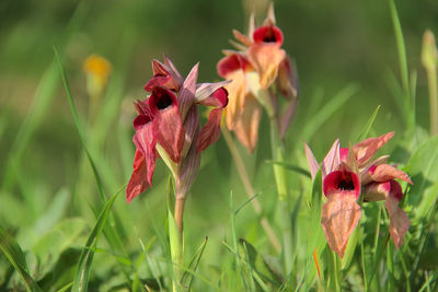 Close-up of pink flower on field