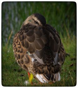 Close-up of bird perching on field