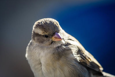 Close-up of a bird looking away