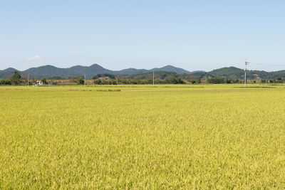 Scenic view of field against clear sky