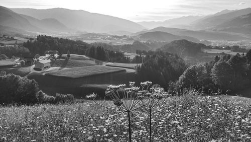 Scenic view of grassy field