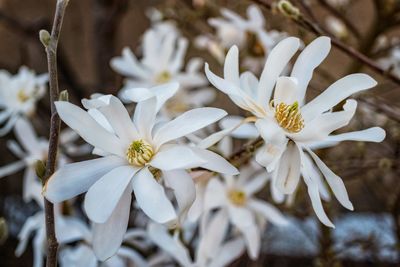 Close-up of white flowering plant