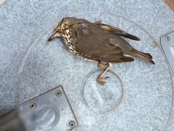 High angle view of bird perching