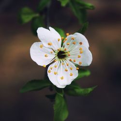 Close-up of white flowering plant