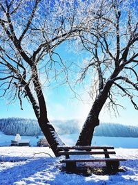 Bare trees on snow covered landscape